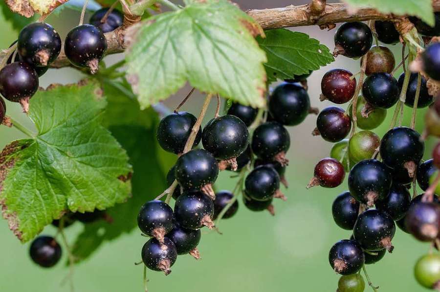 Cluster of ripe black currants hanging from a leafy branch. — Black Currant Wallpaper