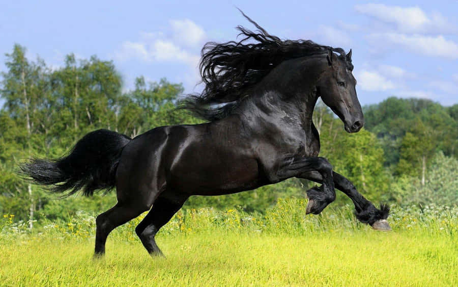 Black Horse Bilder