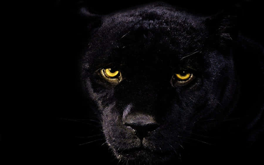 Black Jaguar Background Wallpaper
