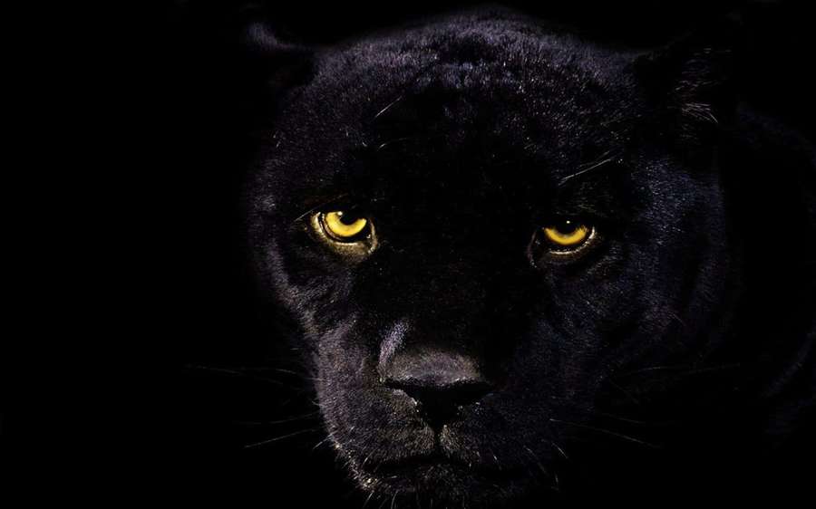 A black panther with glowing yellow eyes stares directly at the viewer in darkness. — Black Jaguar Wallpaper