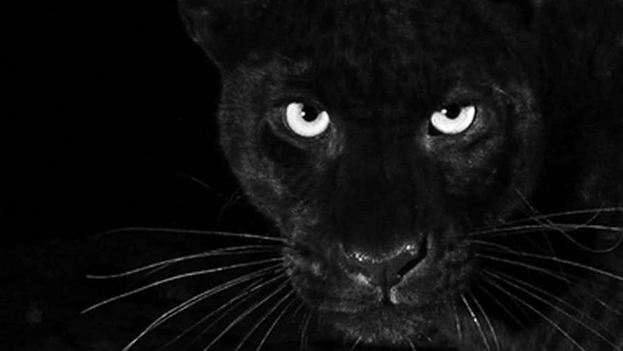 Close-up of a black panther's face with glowing eyes in darkness. — Black Leopard Wallpaper