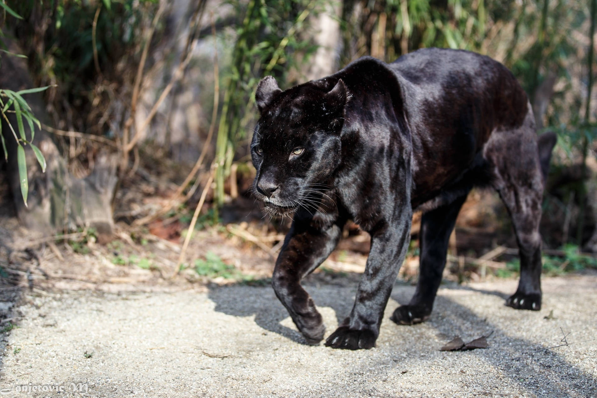 Black Panther Tierbilder