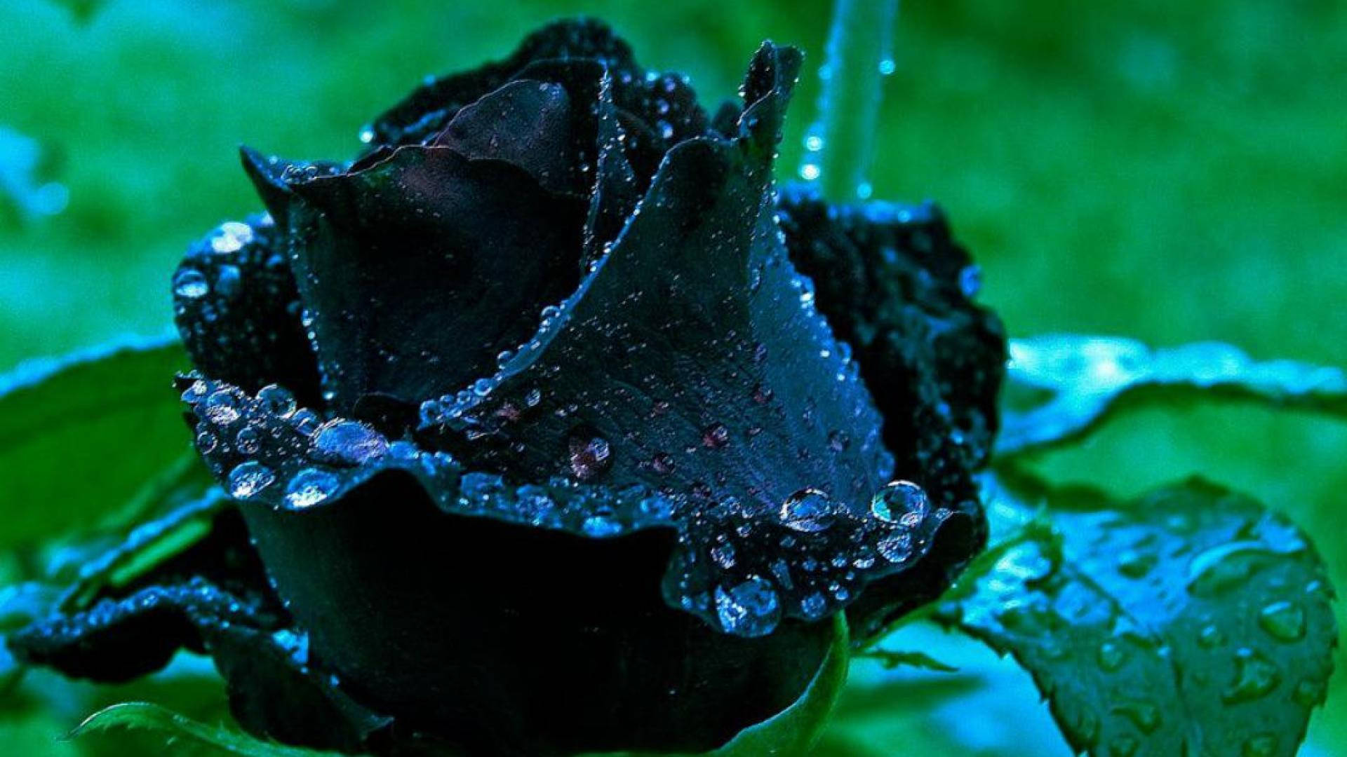 Black Rose Background Photos