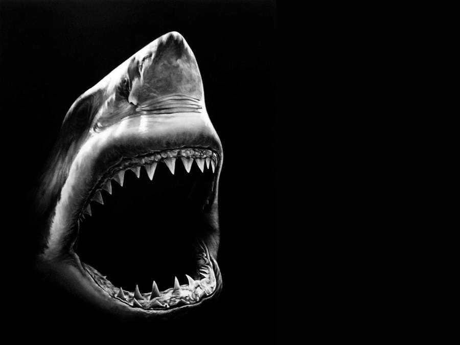 A shark with open jaws showing sharp teeth against a black background. — Black Shark Background
