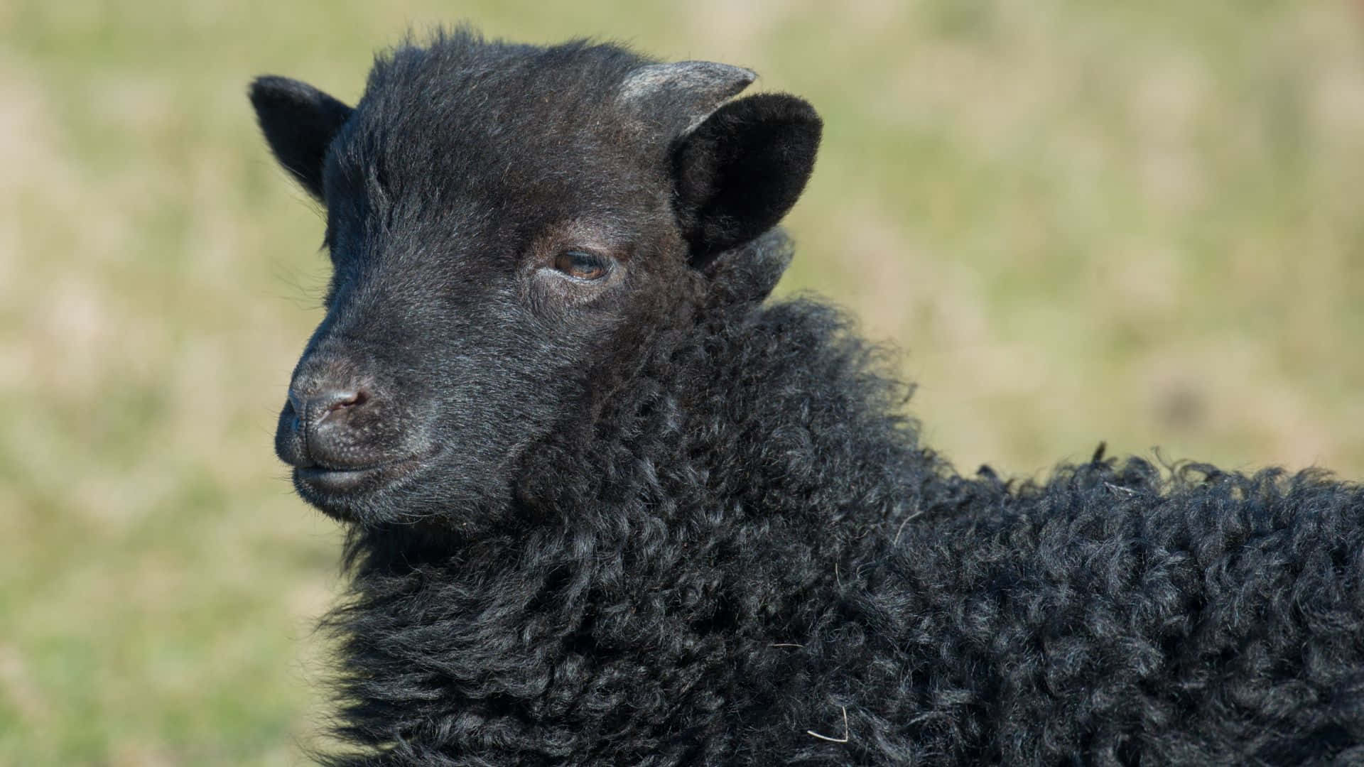 Black Sheep Taustakuva