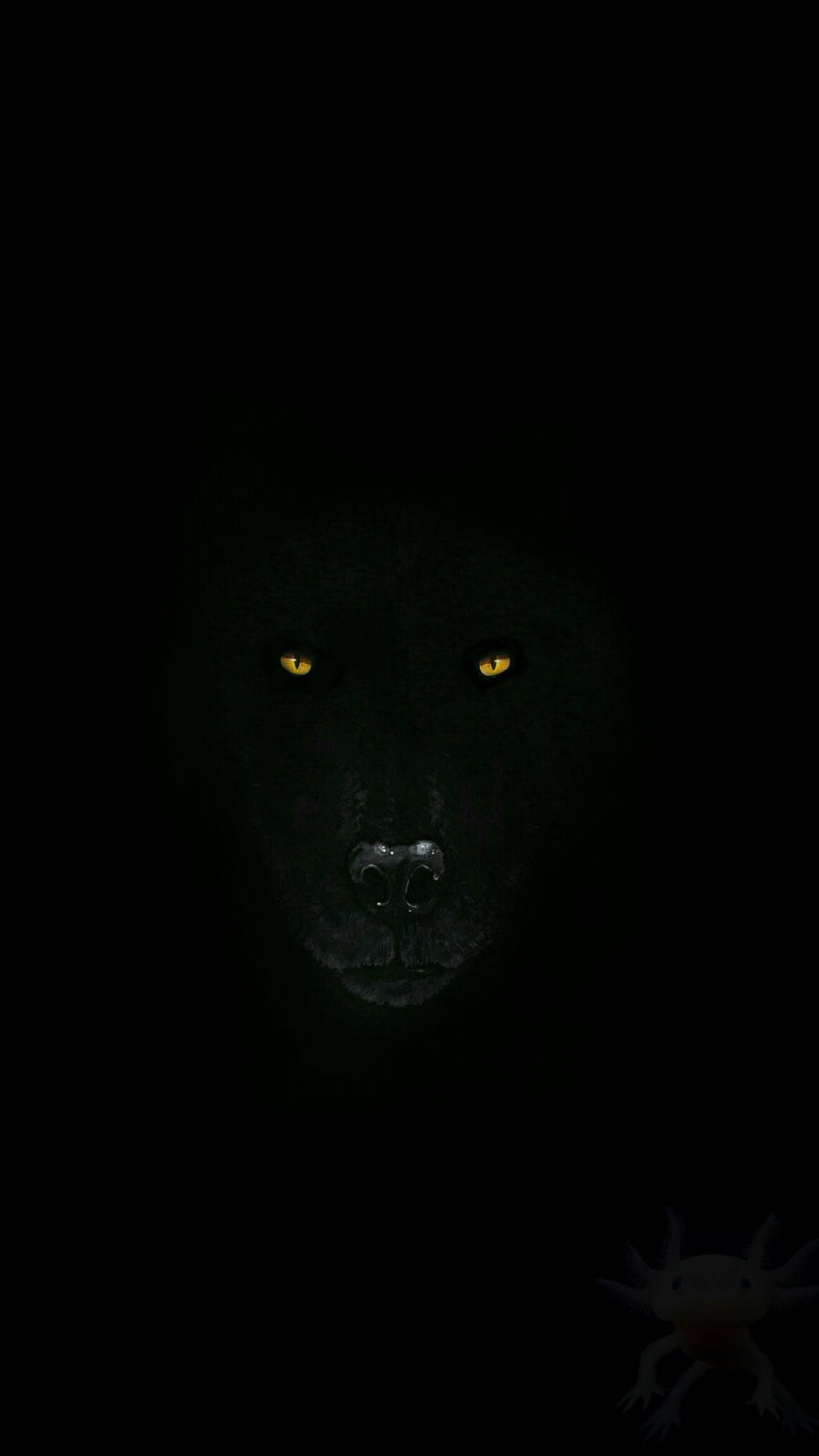 Black Wolf Bilder