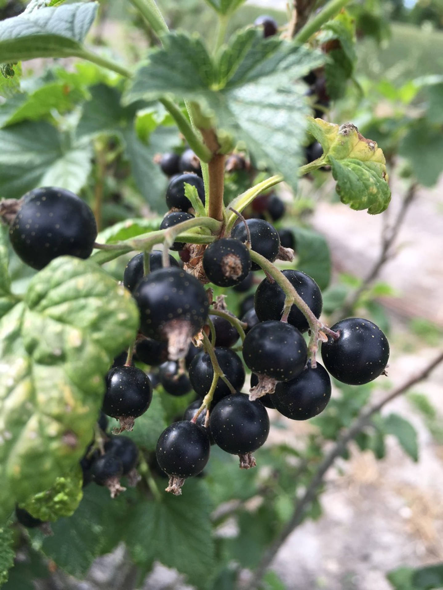 Blackcurrant Achtergrond