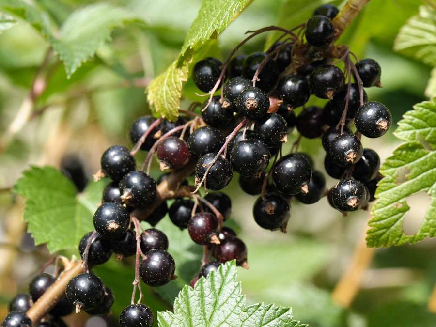 Cluster of ripe black currants on a leafy branch in bright sunlight. — Blackcurrant Wallpaper