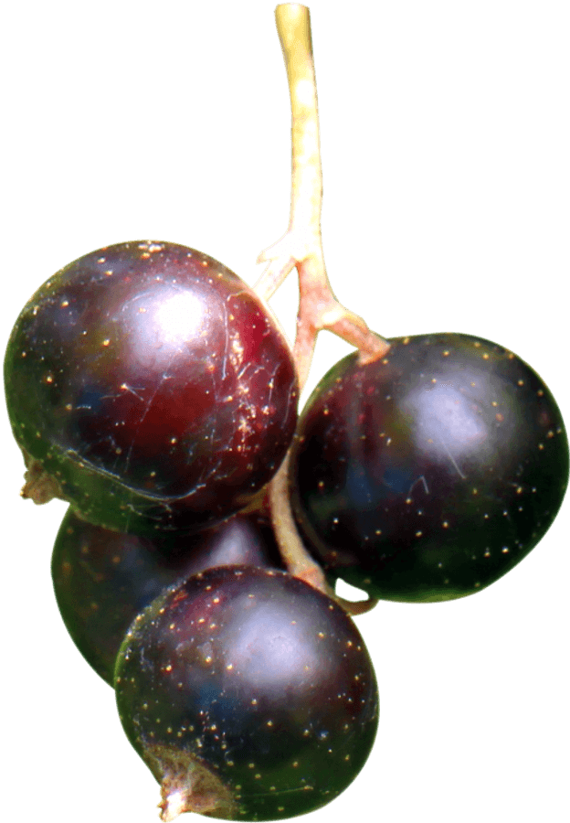 Blackcurrant Png