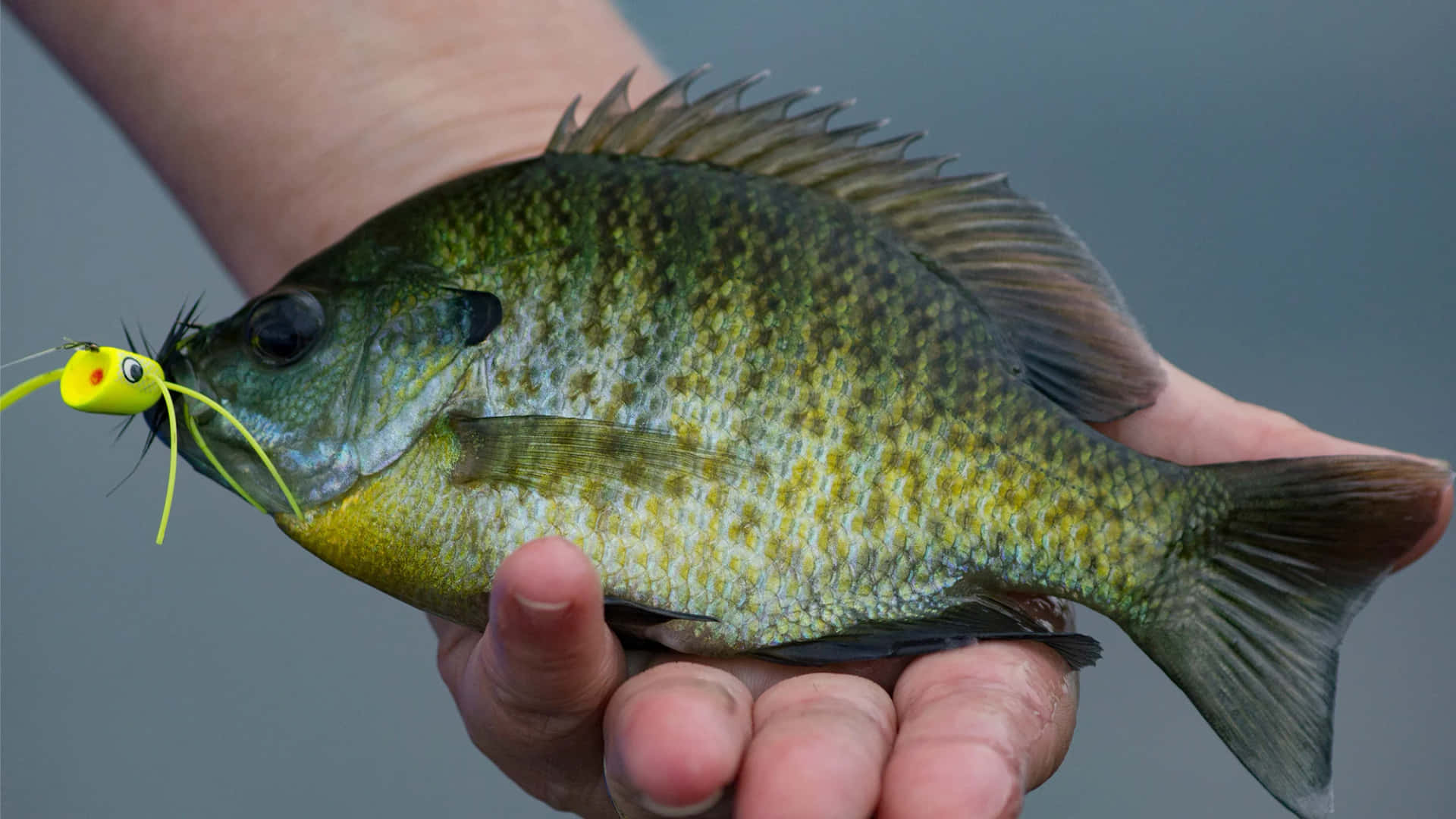 Blåfisk Bakgrunnsbildet
