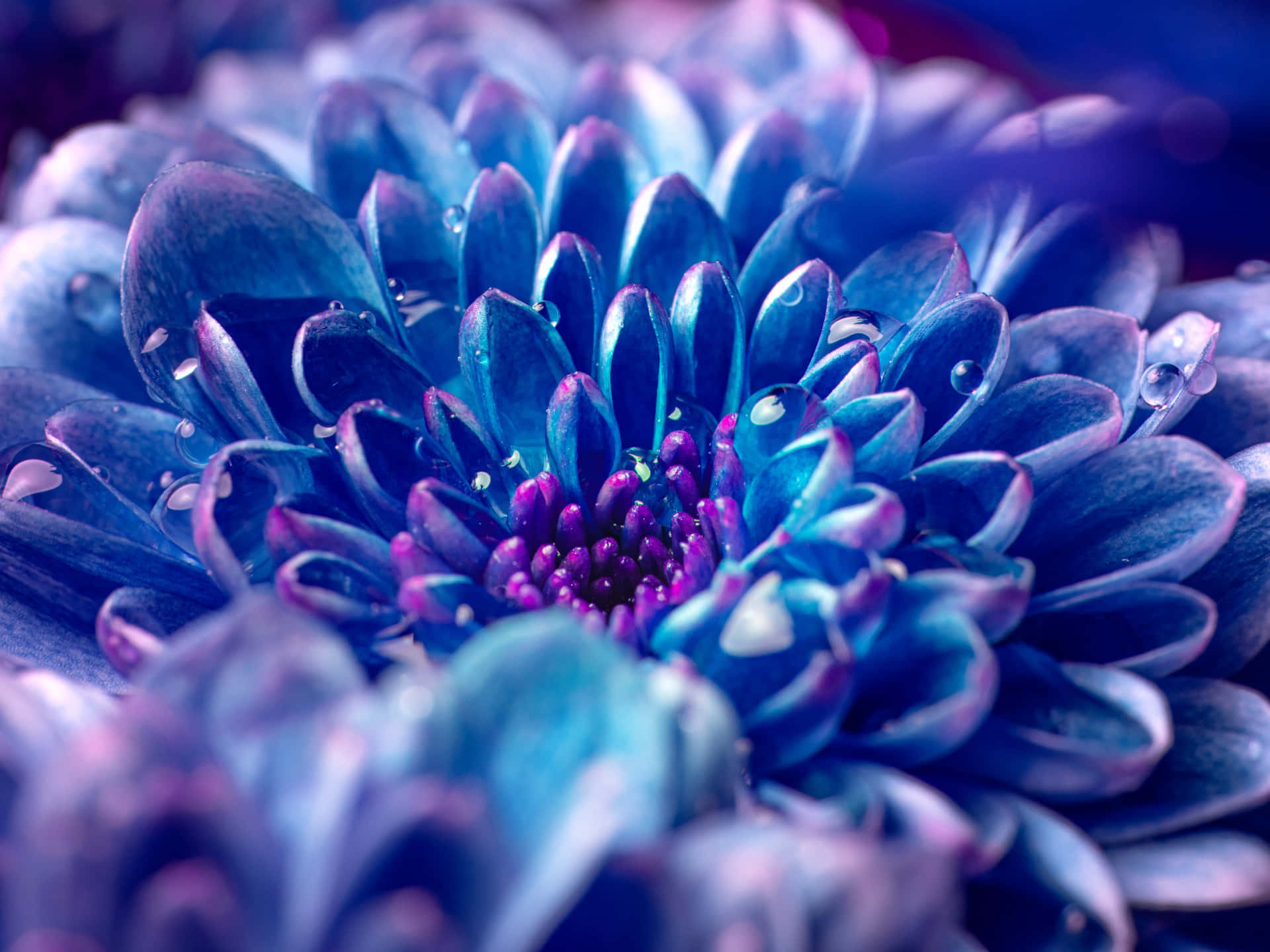 Blaue Blumenbilder