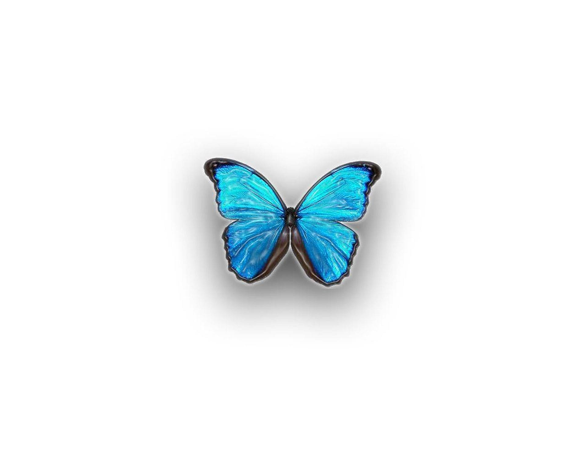 Blaue Schmetterlingsästhetik Wallpaper
