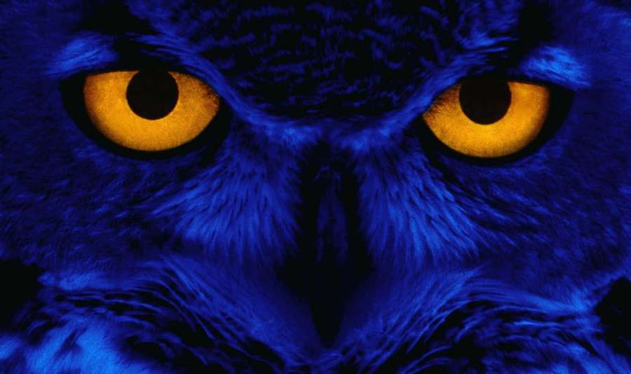 Eine Eule mit leuchtend gelben Augen unter blauem Licht starrt direkt nach vorne. — Blauer Eulen hintergrundbilder Wallpaper