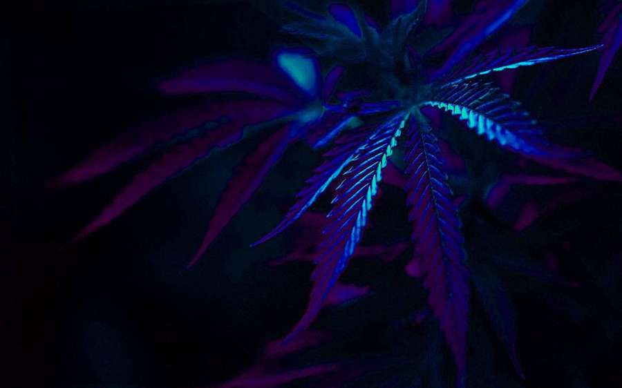 Neonblaues und lila leuchtendes Cannabisblatt in der Dunkelheit — Blauer Lichthintergrund Hintergrund Hintergrundbild