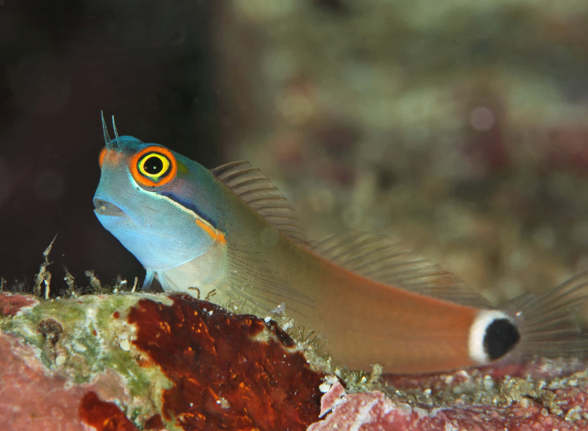 Blenny Wallpaper