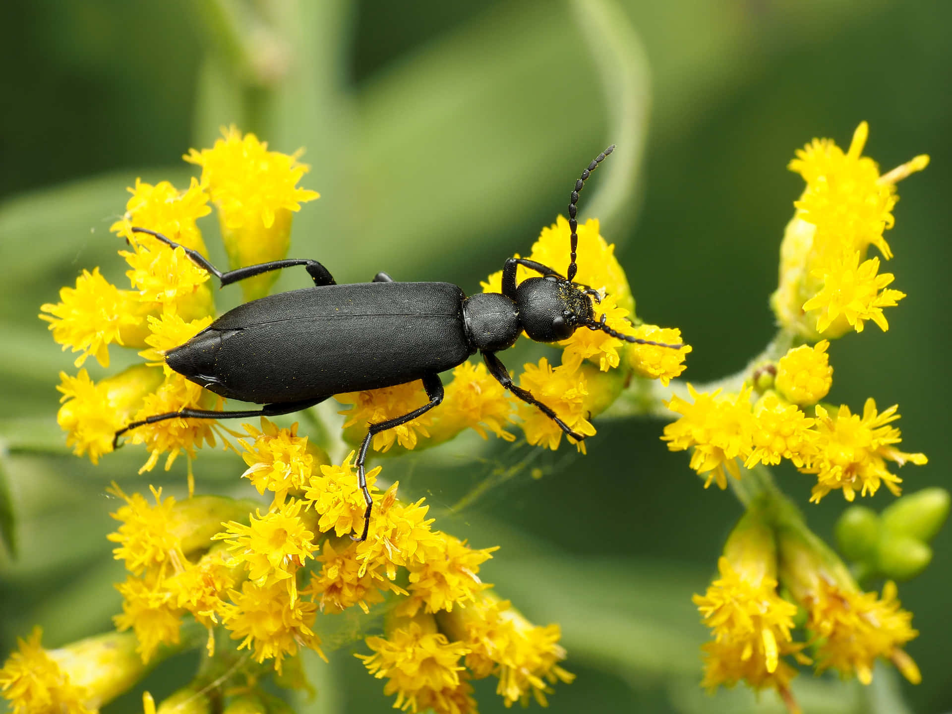 Blister Beetle Wallpaper