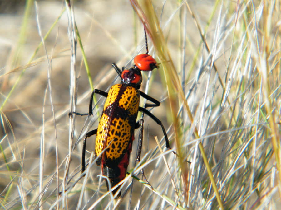 Blister Beetle Achtergrond