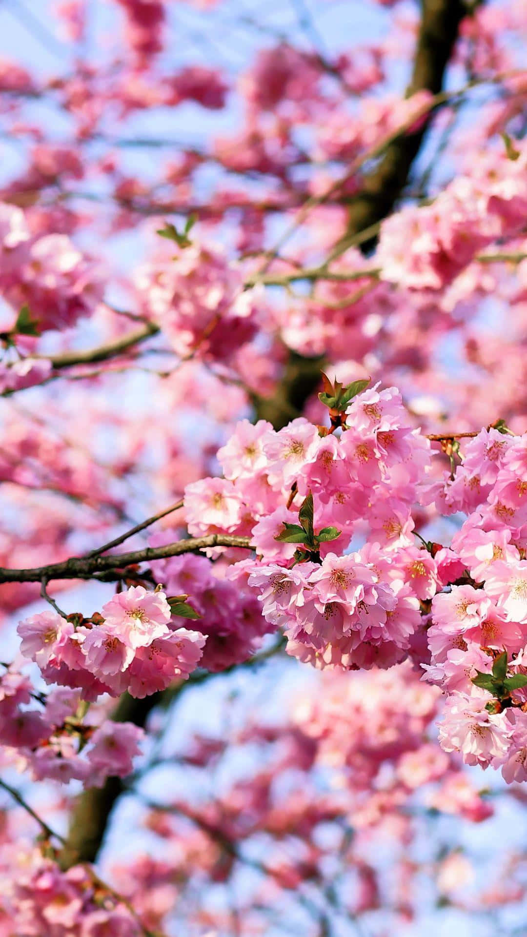 Bloeiende Bomen Achtergrond