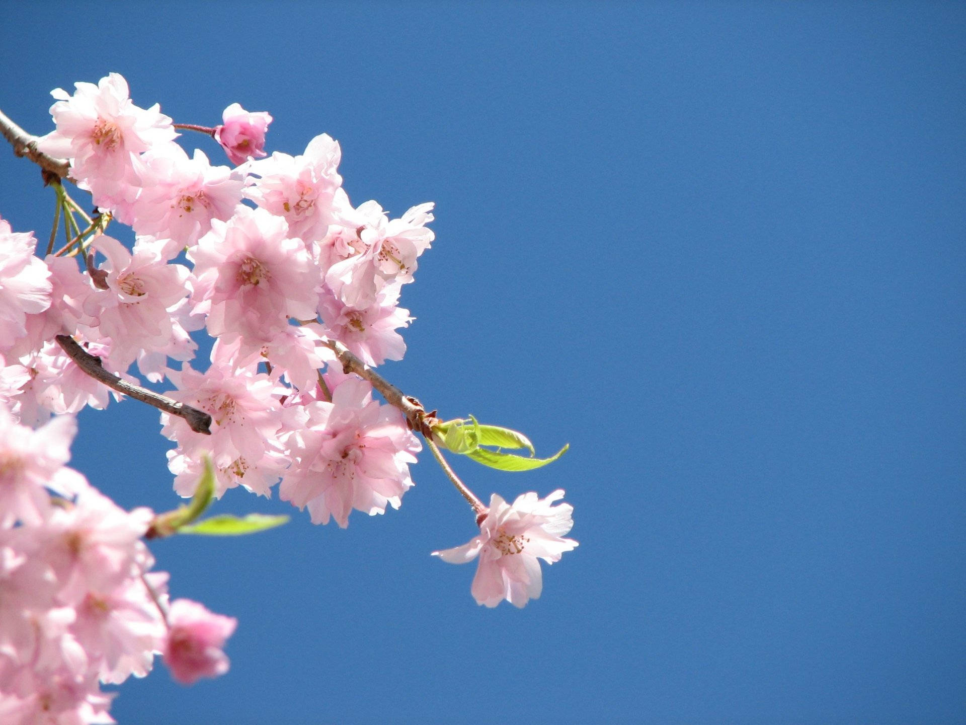 Bloem Desktop Achtergrond