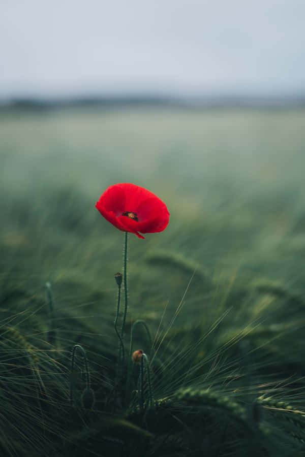 Bloem Fotografie Achtergrond