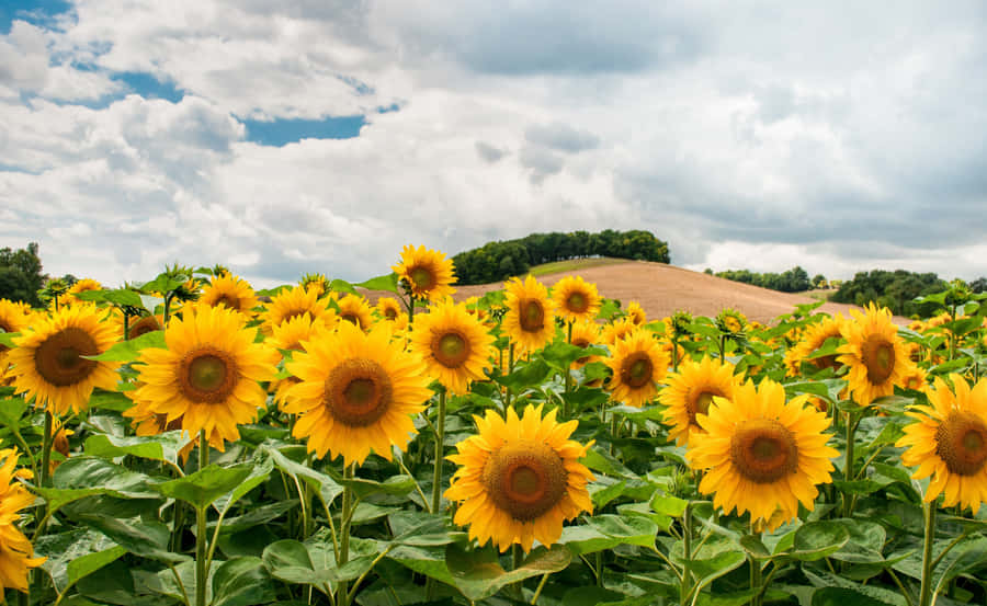 Bloem Landschap Achtergrond