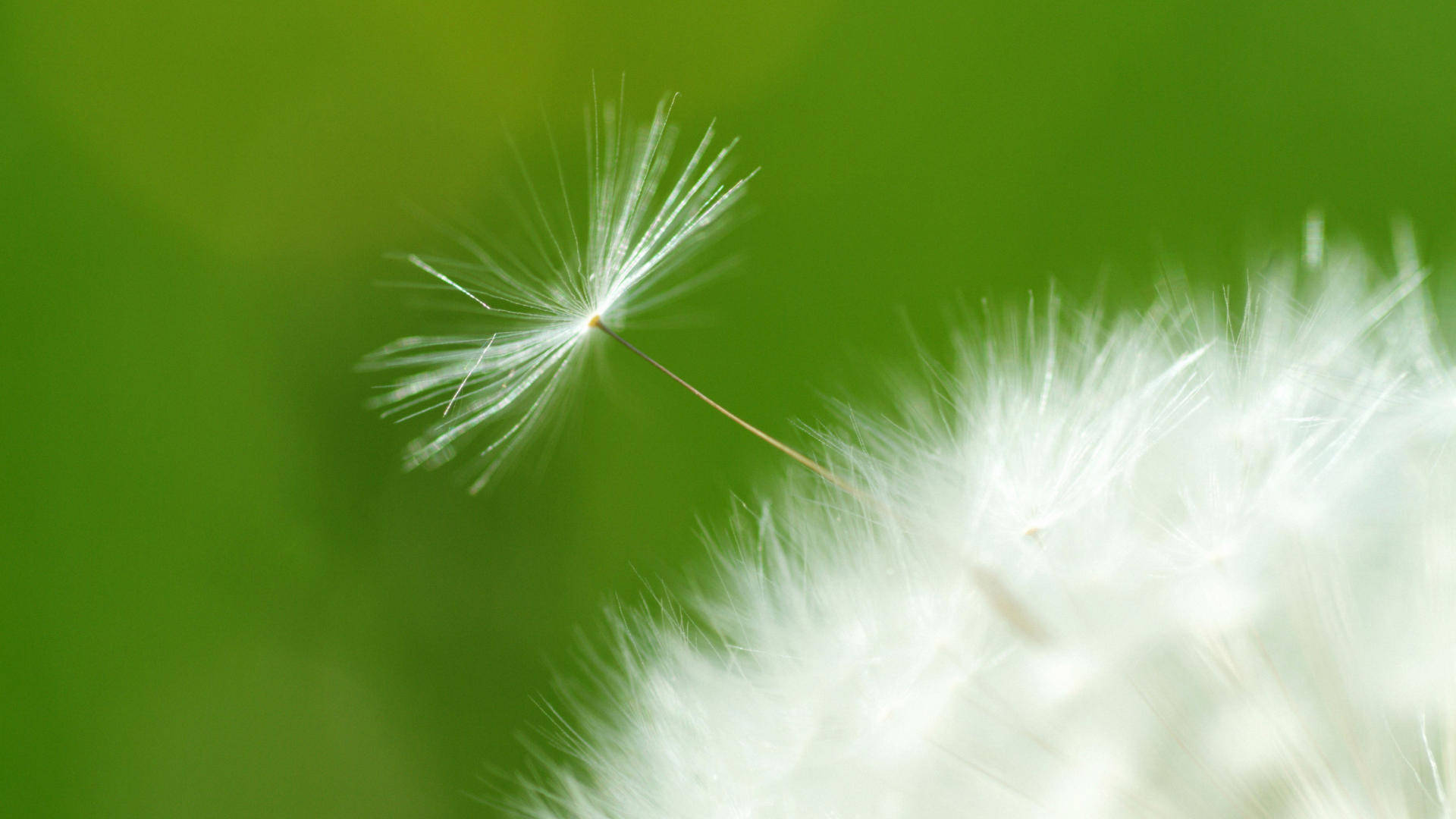 Bloemen Close Up Achtergrond