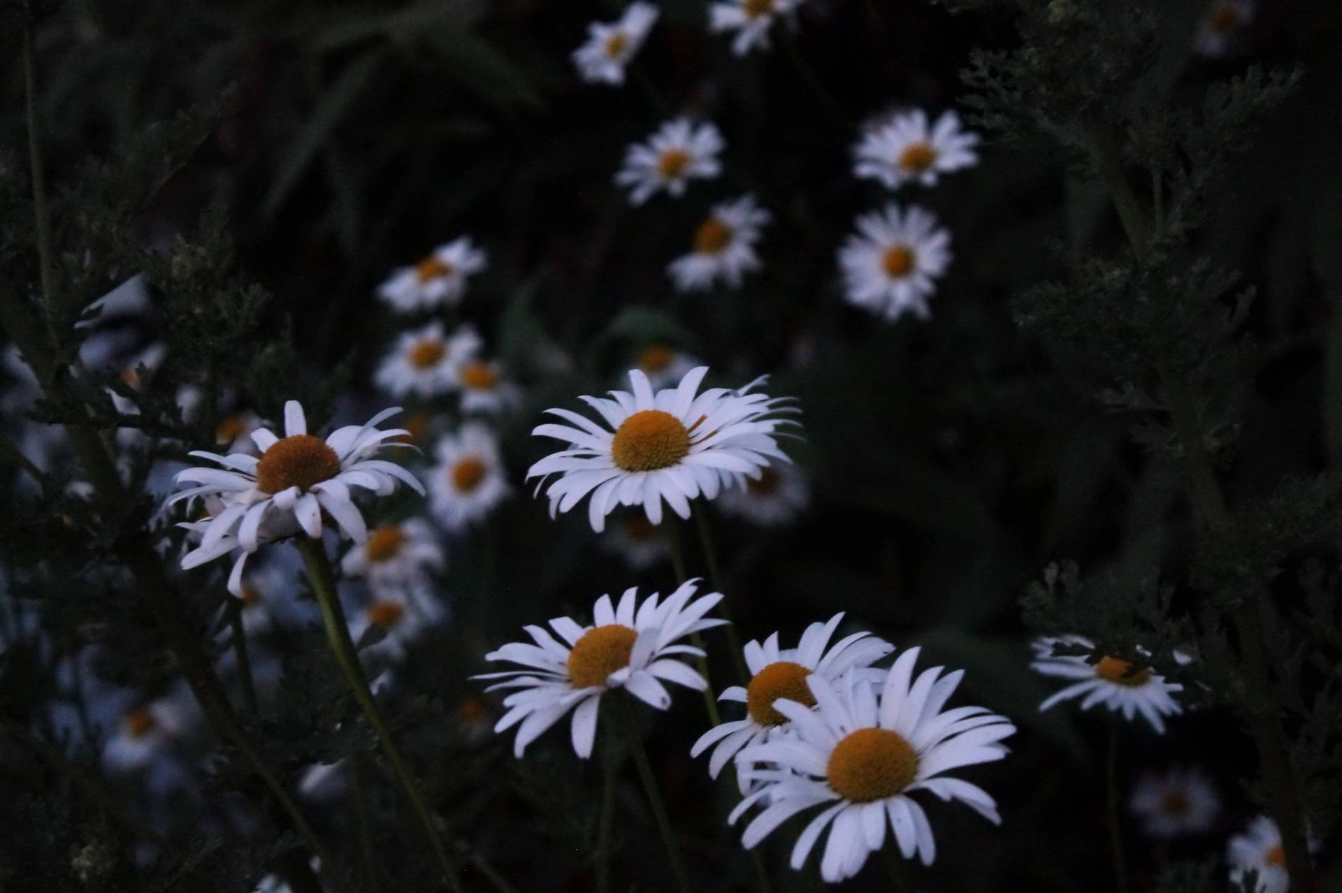 Bloemen Tuin Achtergrond