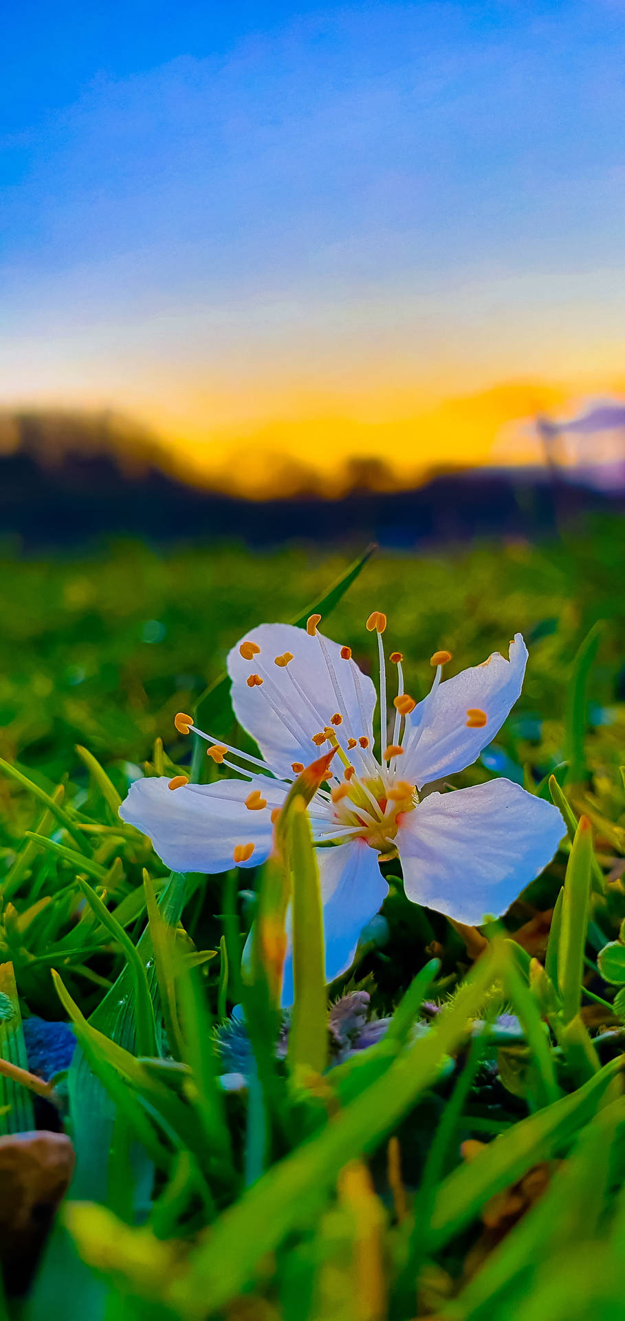 En enkelt hvid blomst med orange støvdragere i grønt græs ved solnedgang. — Blomst Android Wallpapers