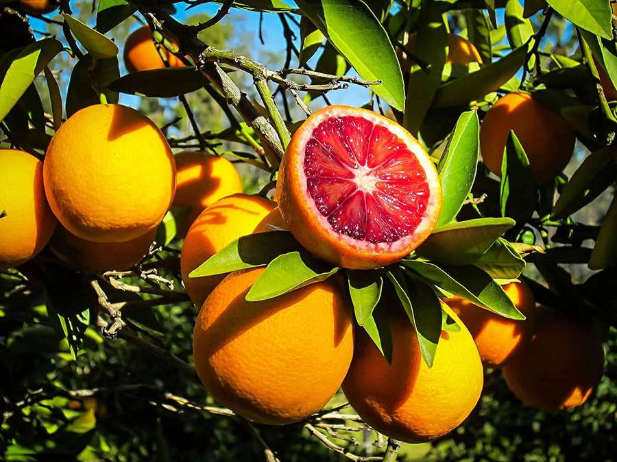 A sliced blood orange on a tree with vivid red pulp and green leaves under bright sun. — Blood Orange Background