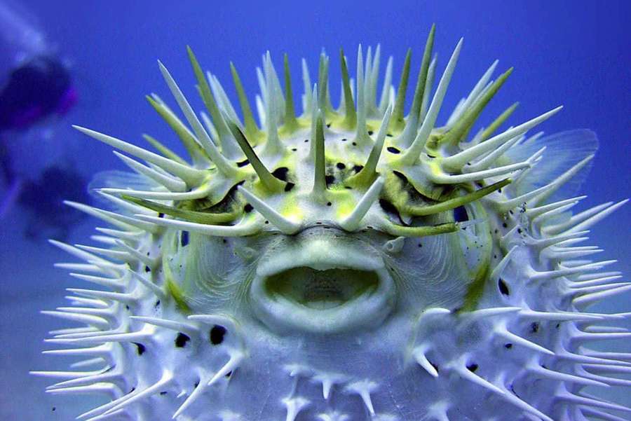 A spiky pufferfish with white and yellow spikes swimming underwater. — Blowfish Wallpaper