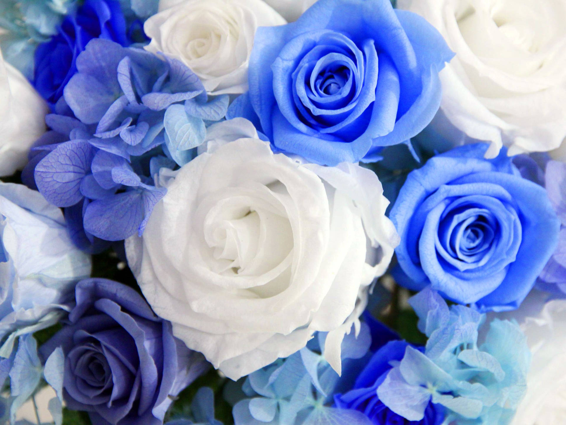 Blue And White Pictures Wallpaper