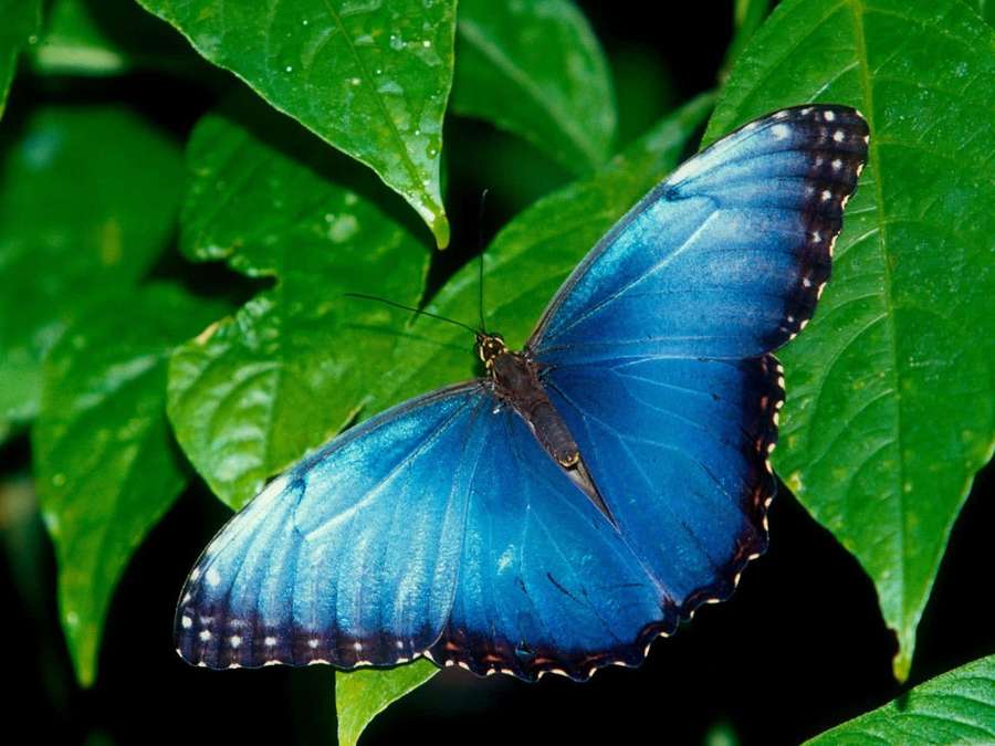 A blue morpho butterfly perched on green leaves with dewdrops. — Blue Butterfly Background