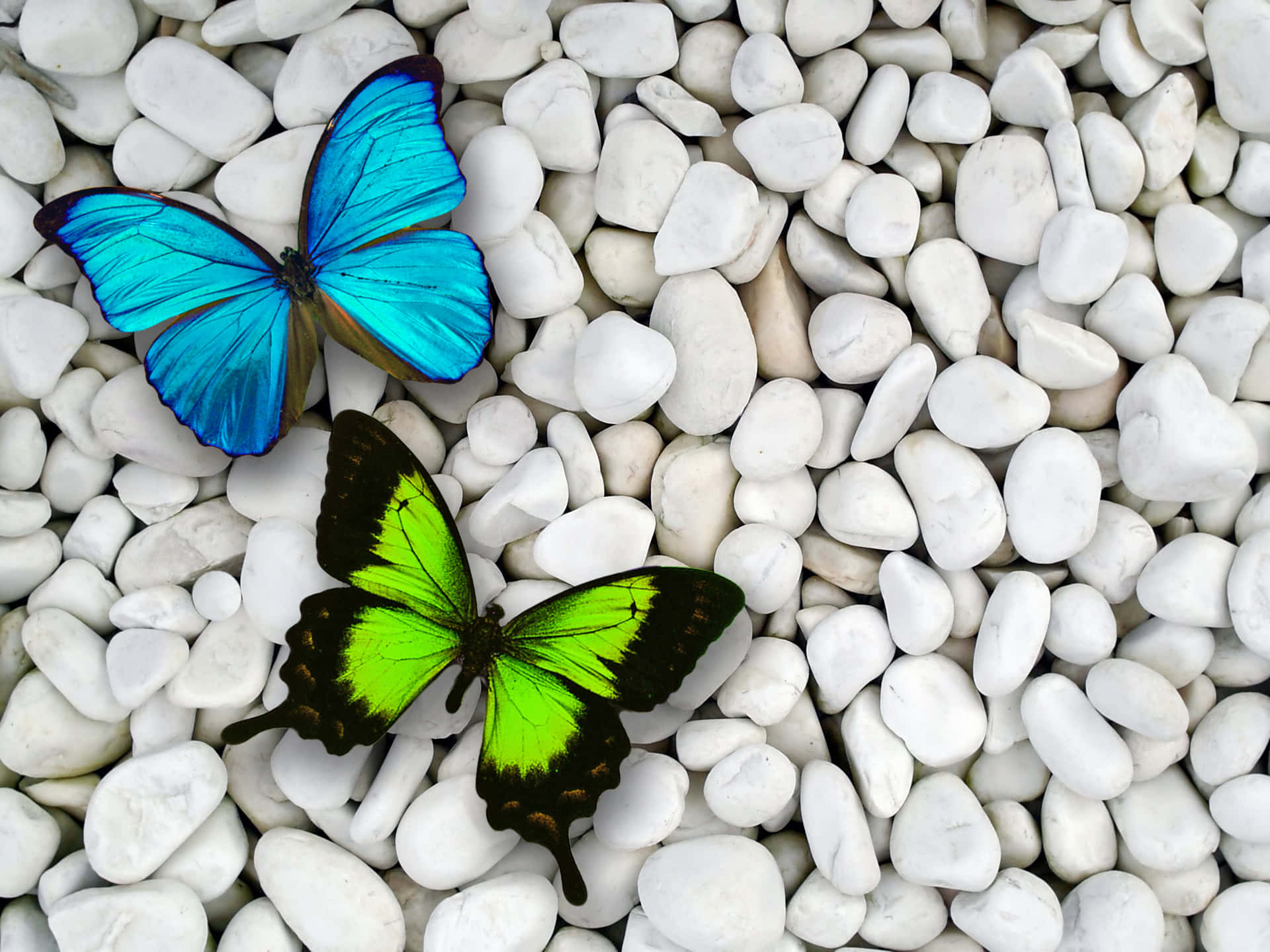 Blue Butterfly Fond d'écran