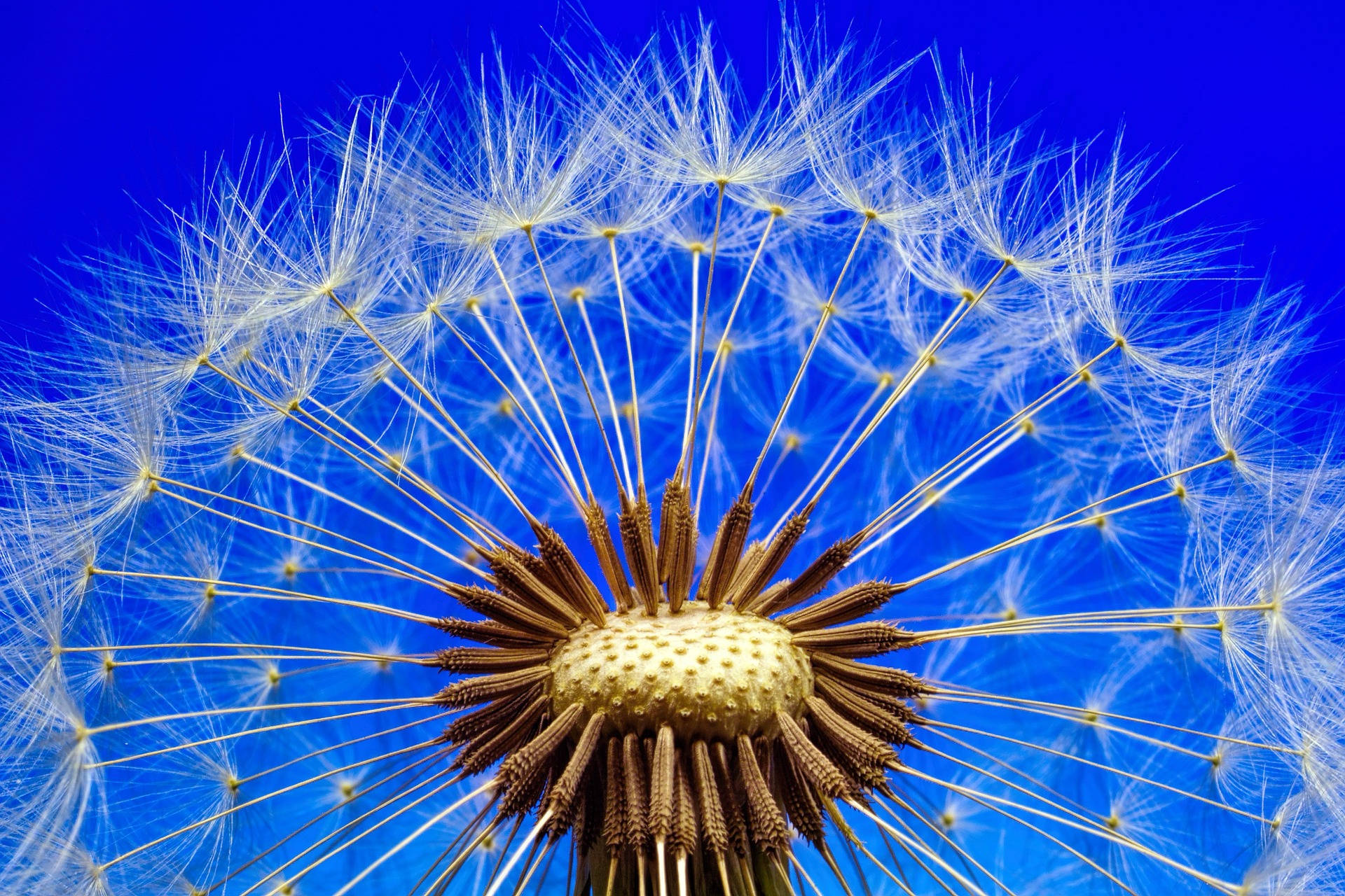 Blue Color Hd Fond d'écran