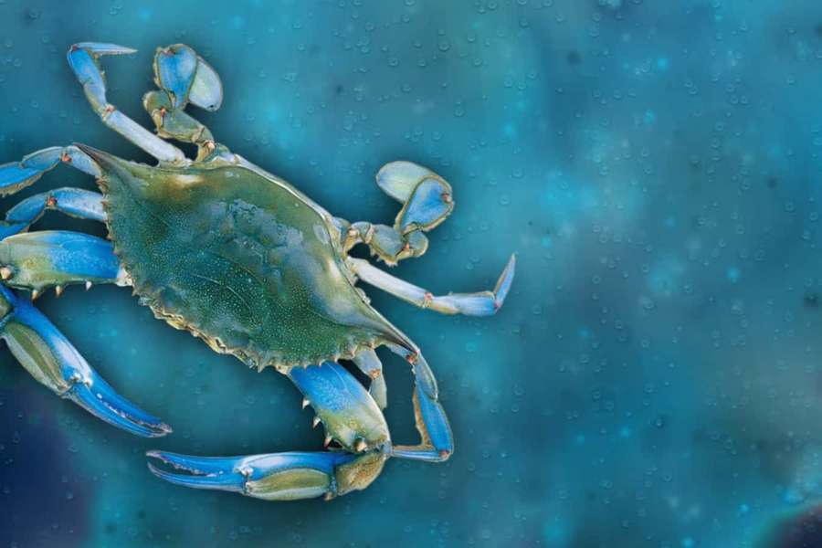 A blue crab underwater with blue claws and green shell against a blue background. — Blue Crab Wallpaper