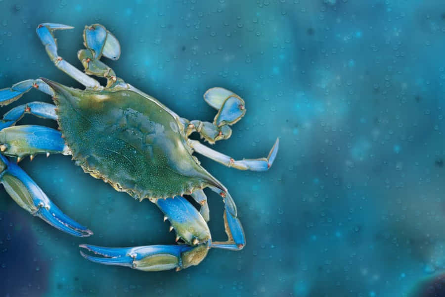 Blue Crab Wallpaper