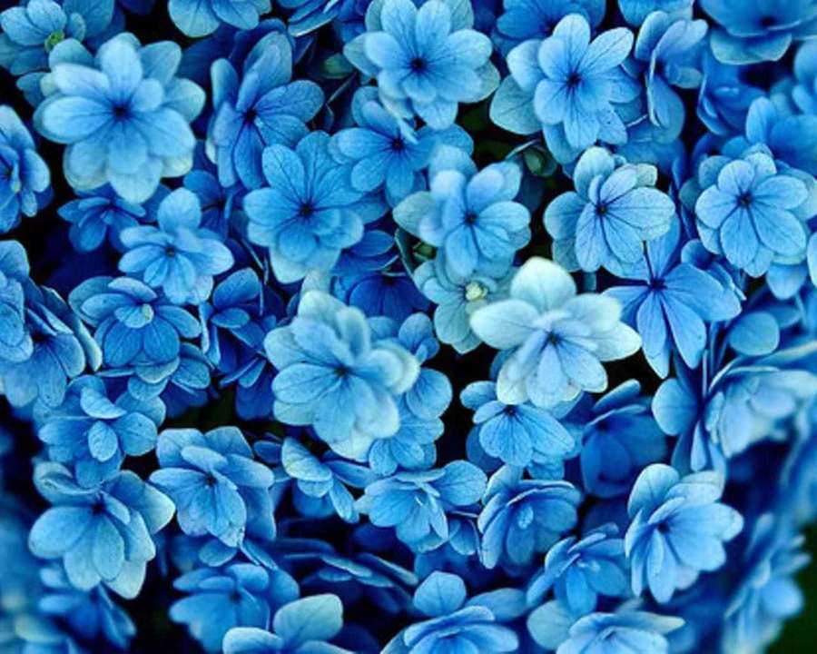 Close-up of blue hydrangea flowers with soft white accents. — Blue Flower Background