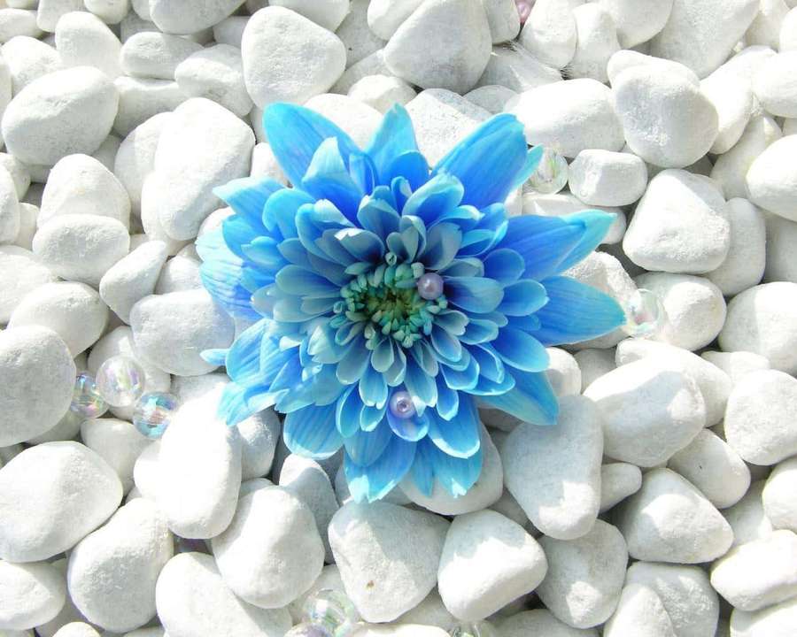 A blue flower rests on white pebbles with shiny beads nearby. — Blue Flower Desktop Wallpaper
