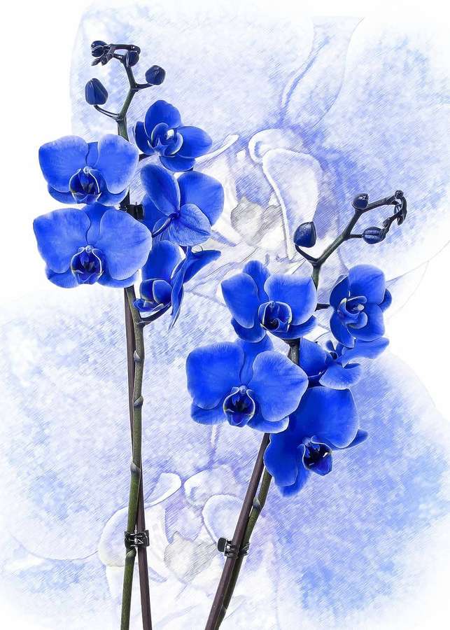 Blue orchid flowers with watercolor background — Blue Flower iPhone Background