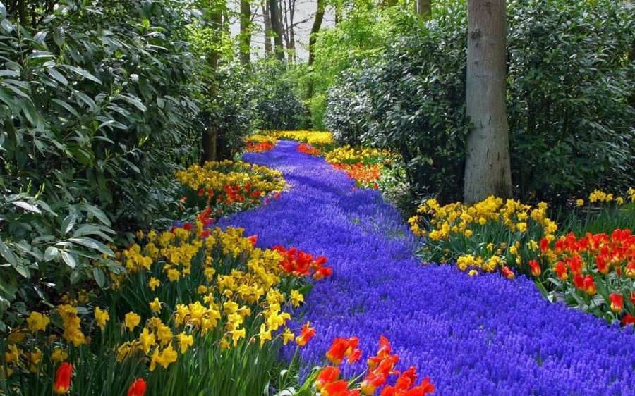 A colorful floral path through a green forest with purple yellow and red flowers. — Blue Grass Wallpaper