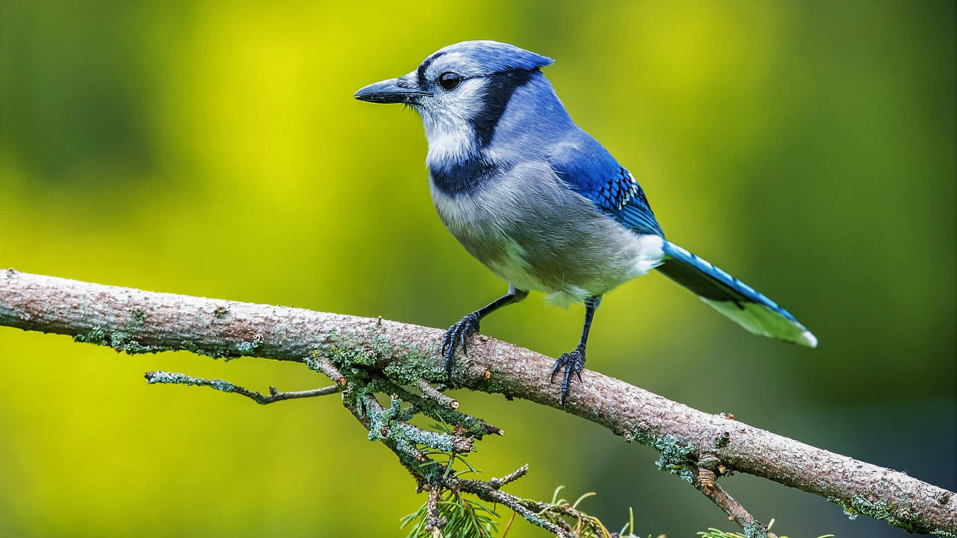 Blue Jay Pictures Wallpaper