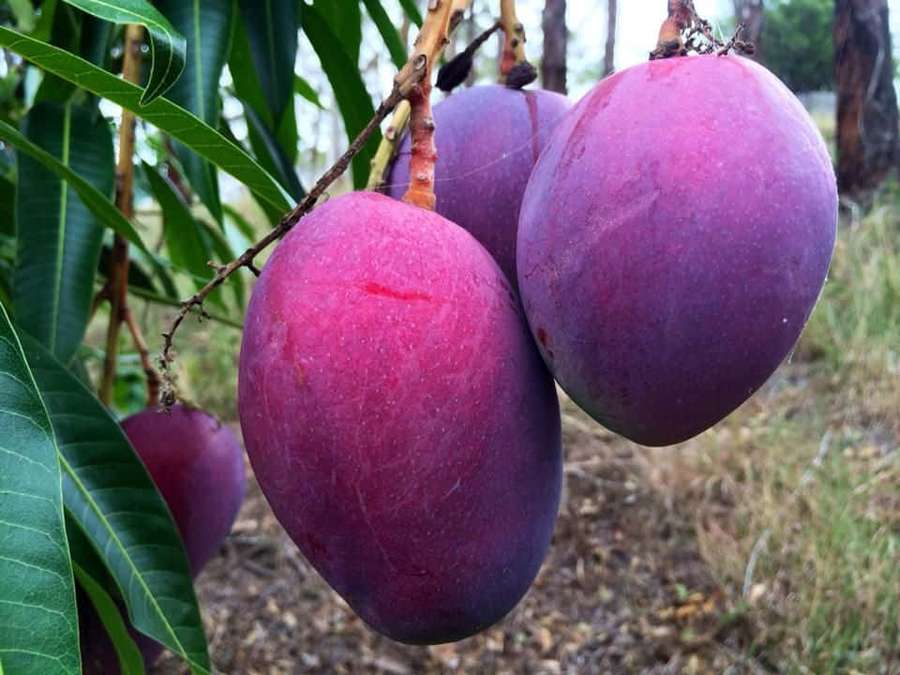 Reife lila Mangos hängen an einem Ast mit grünen Blättern. — Blue Mango Wallpaper