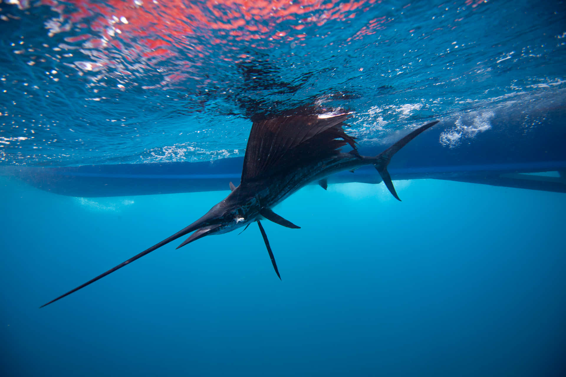 Blue Marlin Wallpaper