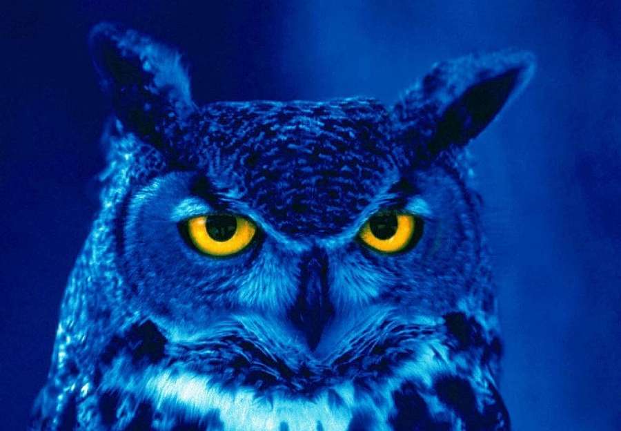 A great horned owl with glowing yellow eyes stares intensely against a blue background. — Blue Owl Wallpaper