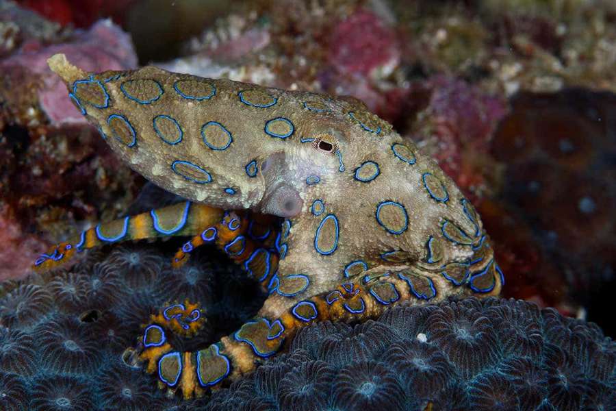 Blue-ringed octopus camouflaged on coral reef with glowing blue rings. — Blue-ringed Octopus Wallpaper