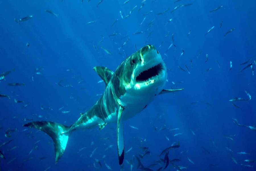 Stor hvid haj svømmer i blåt hav med fisk omkring — Blue Shark Wallpapers