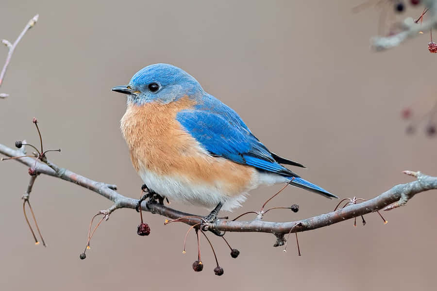 Bluebird-bilder