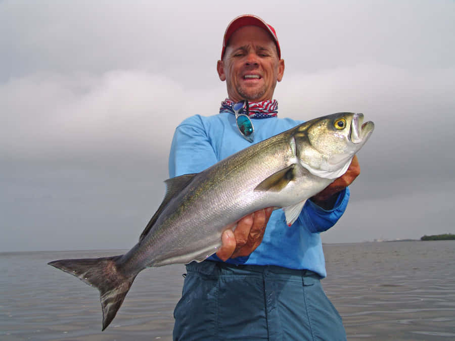 Bluefish Bakgrunnsbildet
