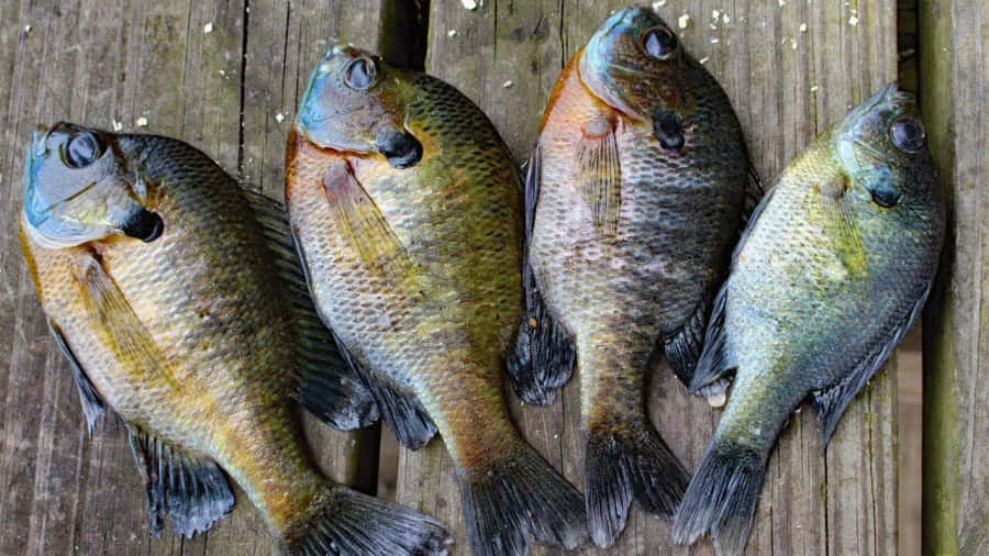 Bluegill Wallpaper