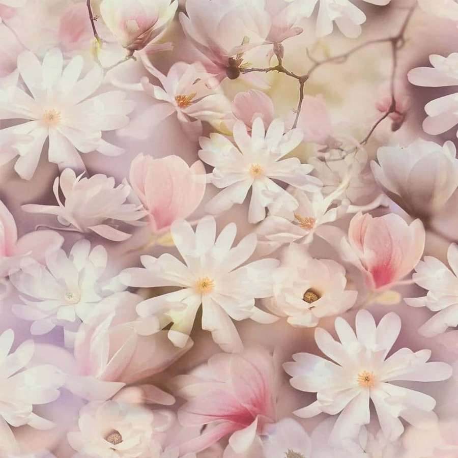 Zarte rosa und weiße Magnolienblüten in weichem Fokus mit Pastelltönen. — Blush Wallpaper